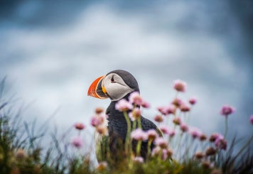 puffinbloemen1-standard.jpg