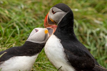 puffins-standard.jpg