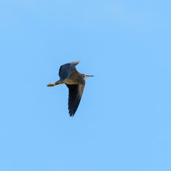 reiger2-standard.jpg