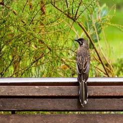 roodlelhoningeter-standard.jpg