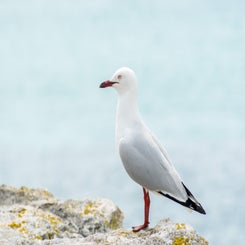 roodsnavelmeeuw-standard.jpg