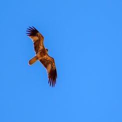 roofvogel1-standard.jpg