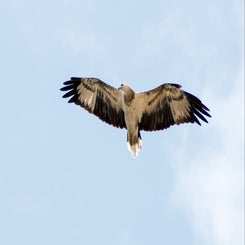 roofvogelsingapore-standard.jpg