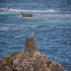 rottnestislandmetvisarend-standard.jpg