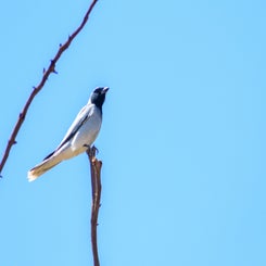 rupsvogel-standard.jpg