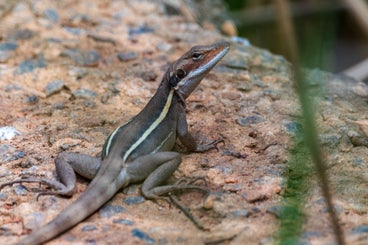salamander-standard.jpg