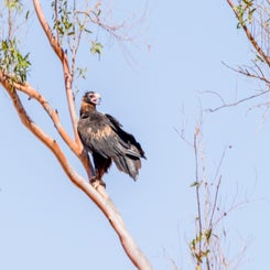 tasmanianwedgetailedeagle-standard.jpg