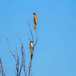 vogel1-standard.jpg