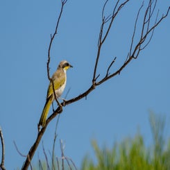 vogel2-standard.jpg