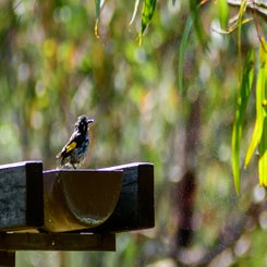 vogelbadderen-standard.jpg
