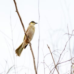 vogelmooi-standard.jpg