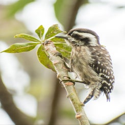 vogelsingapore-standard.jpg