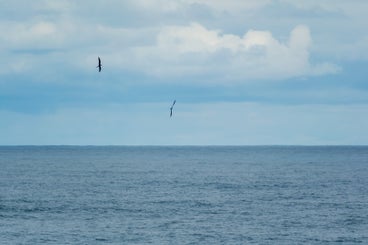 zeemetvogels-standard.jpg