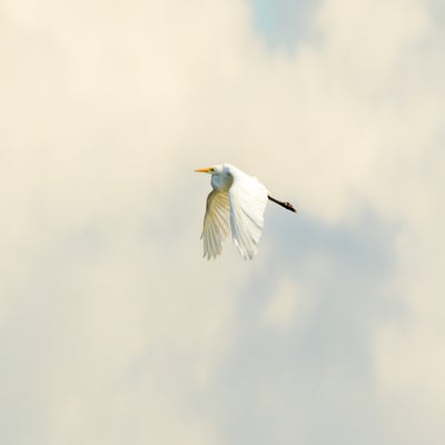 zilverreiger-standard-dsle8n.jpg