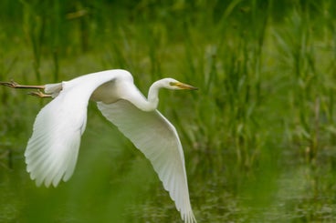 zilverreiger1-standard-96kpcc.jpg