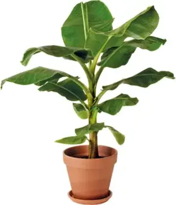 Bananenplant (Musa dwarf)