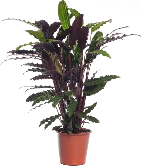 Calathea (Calathea rufibarba 'Wavestar')