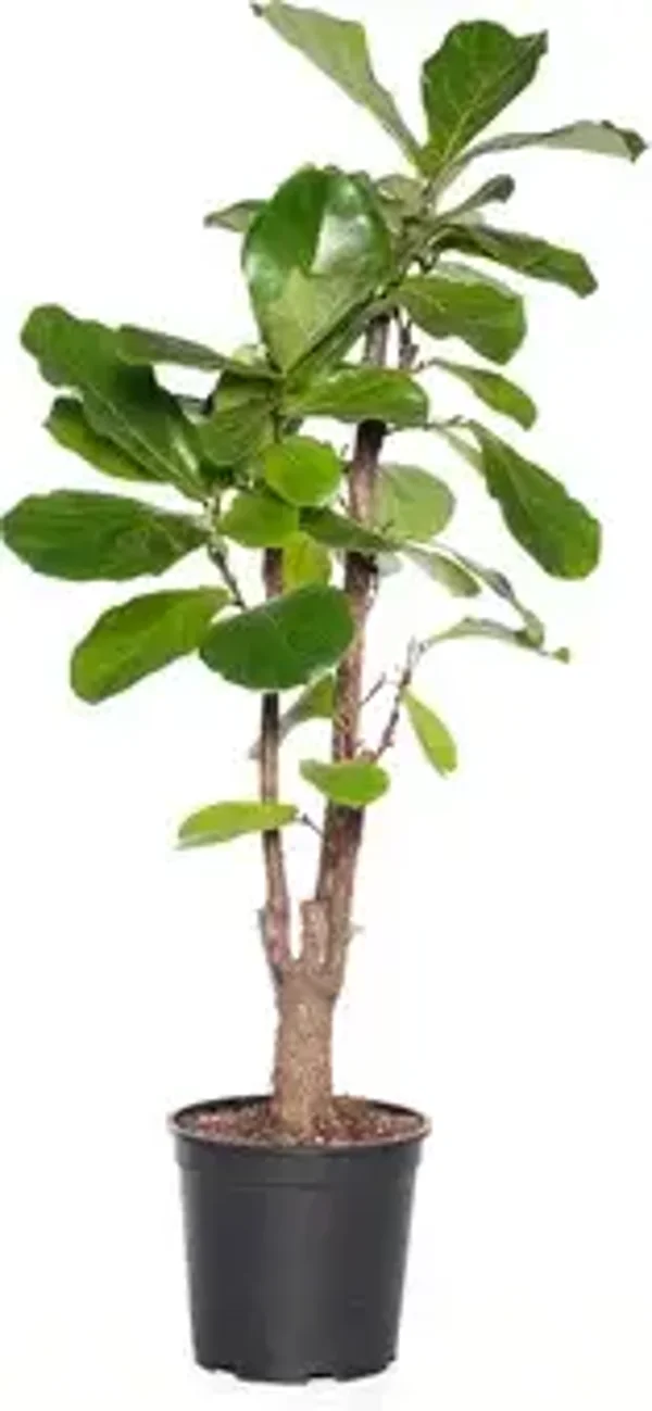 Vioolbladplant (Ficus lyrata)