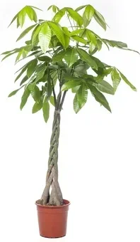 Geldboom (Pachira aquatica)