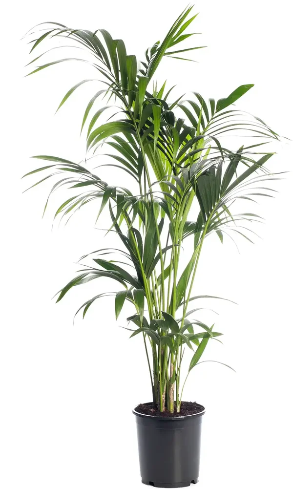 Kentia palm (Howea forsteriana)