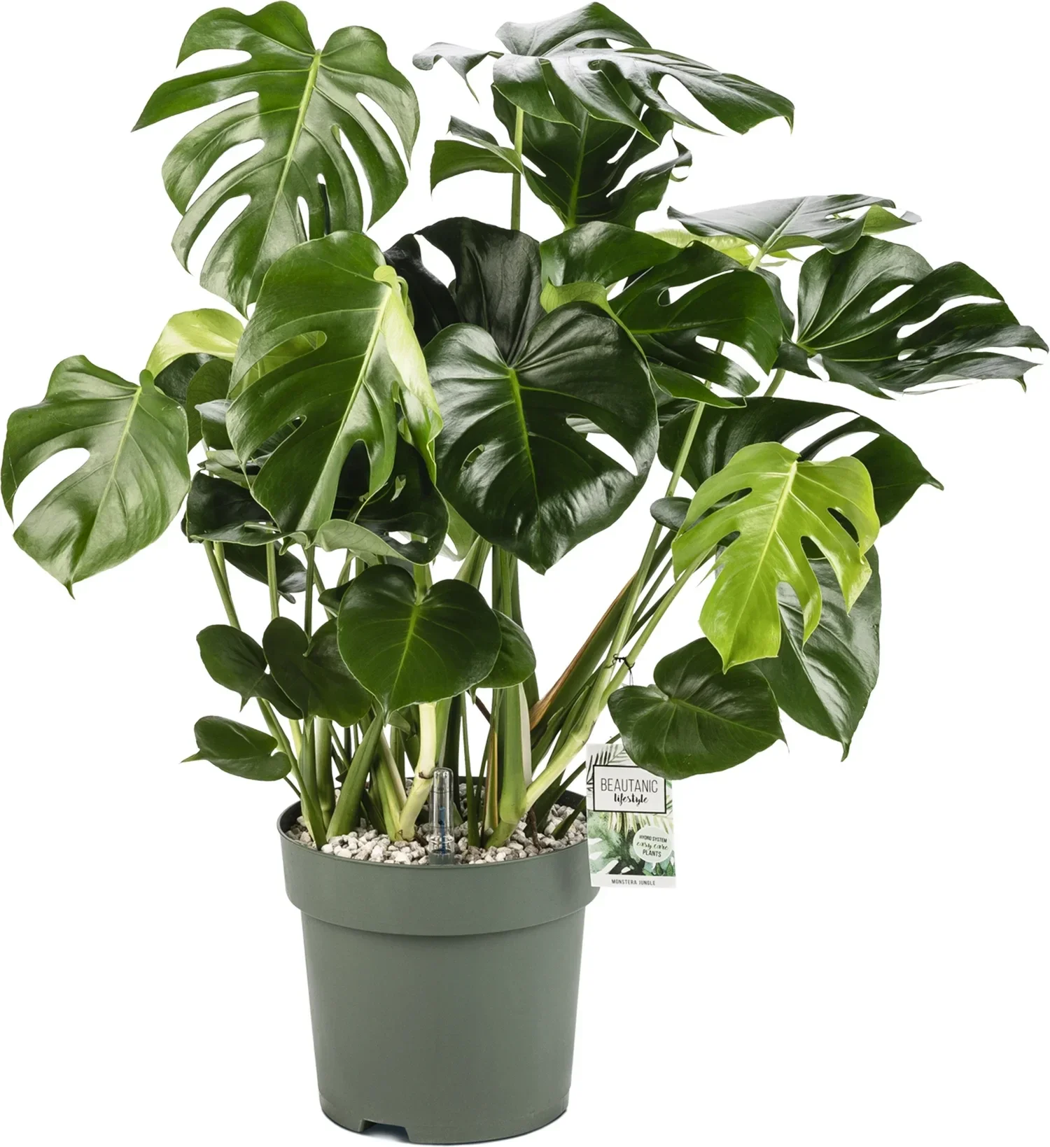 Monstera - Gatenplant