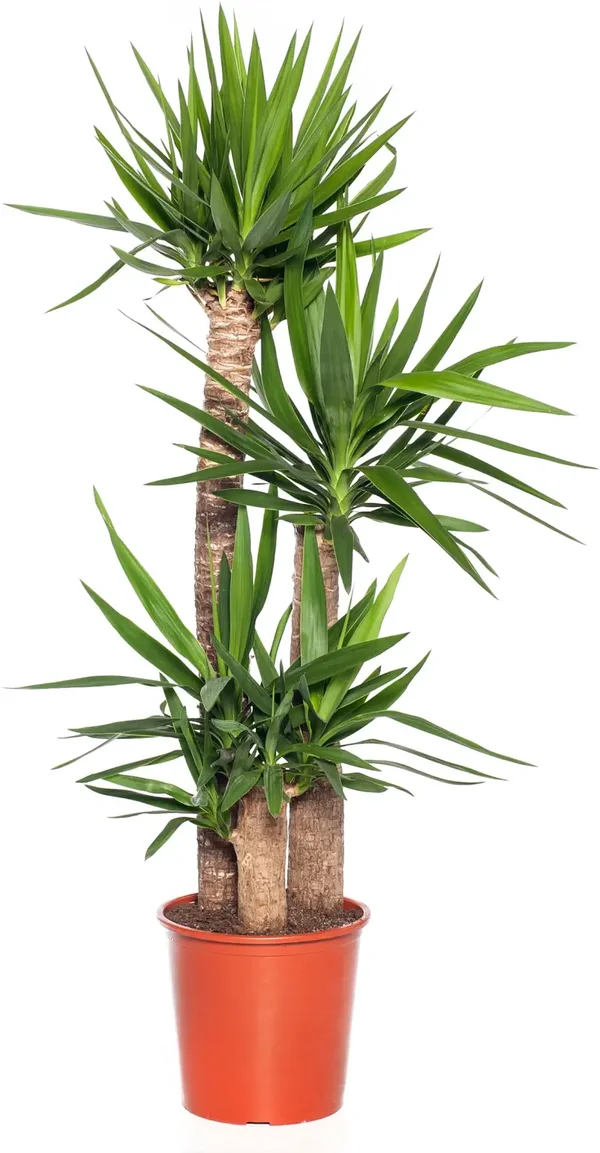 Palmlelie (Yucca elephantipes)