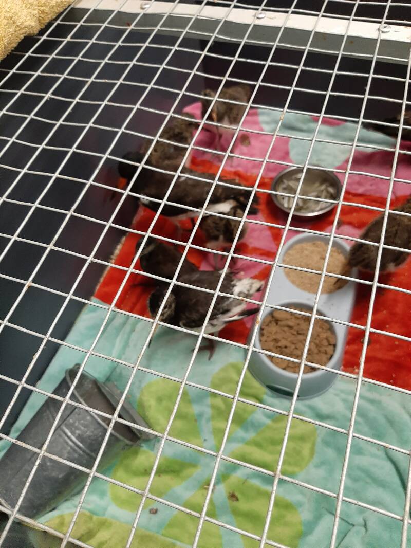 jonge kievieten en schooleksters