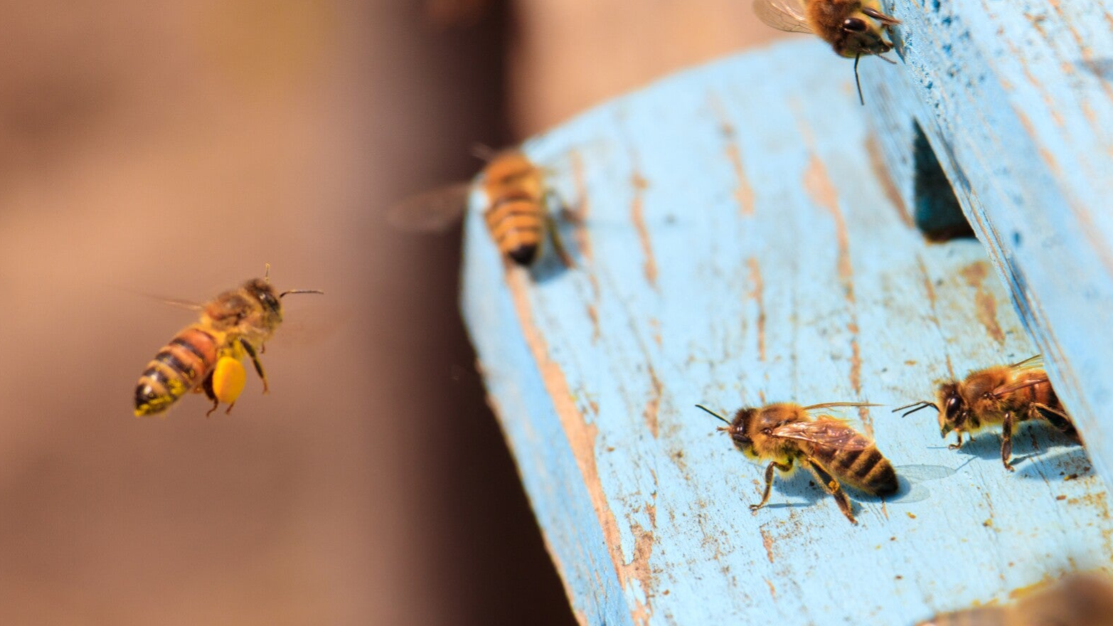 Bienen tummeln sich an der Bienenbeute