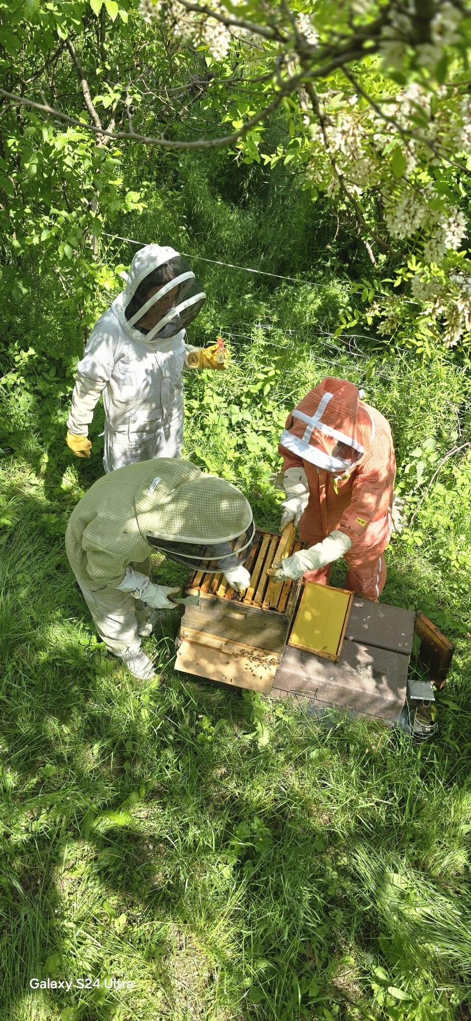 Bienenpatenschaft, drei Menschen im Imkeranzug sehen sich ein Bienenvolk an