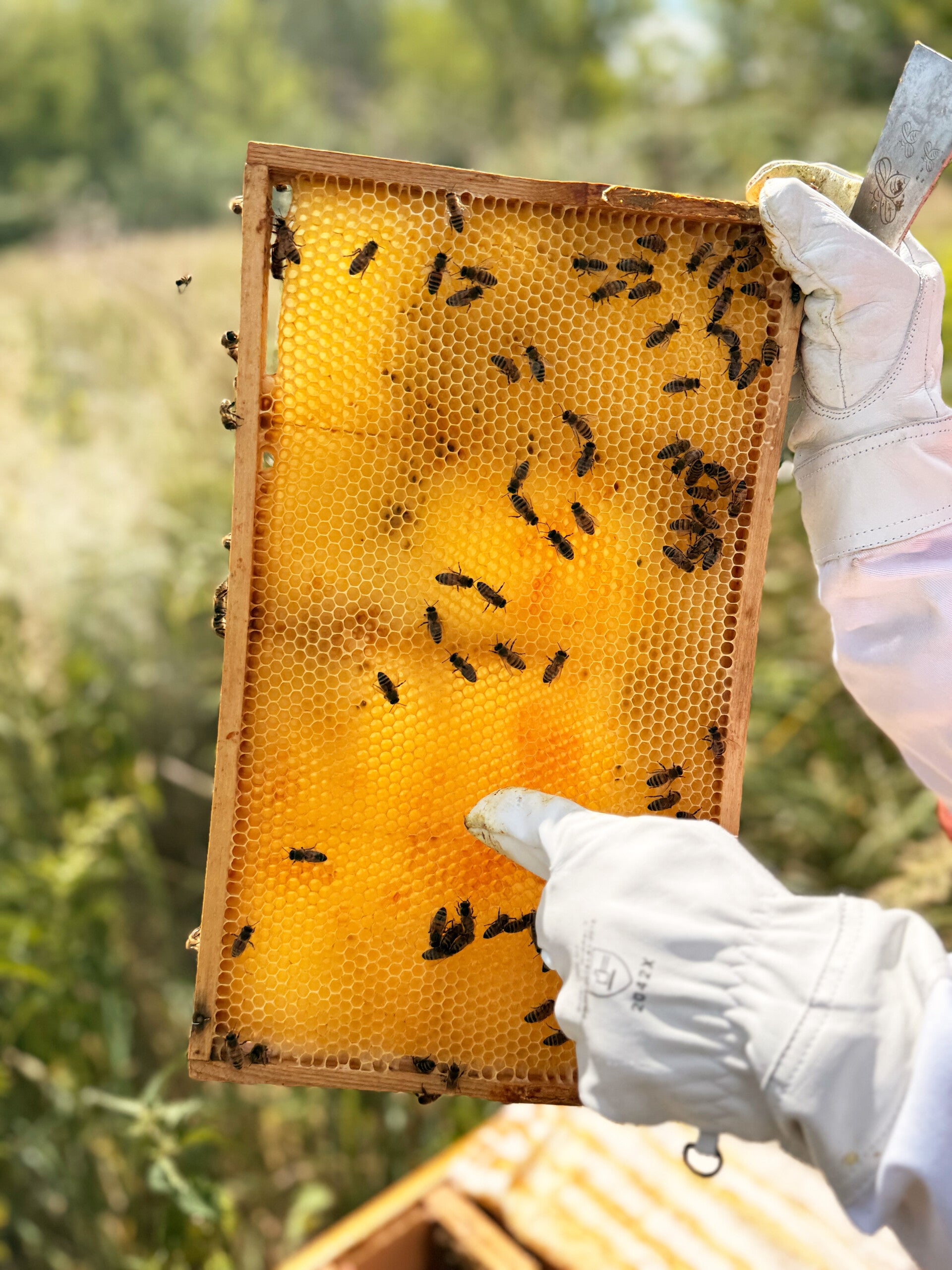 Bienen tummeln sich an der Bienenbeute