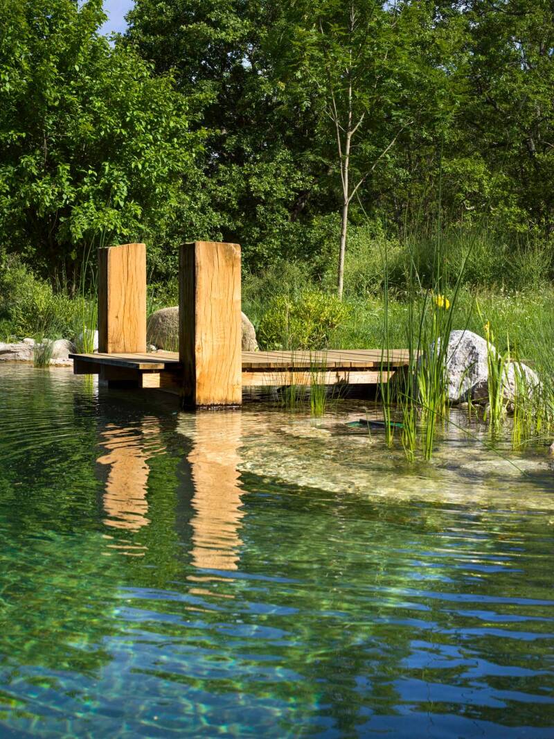 pond_june_25-3-standard.jpg
