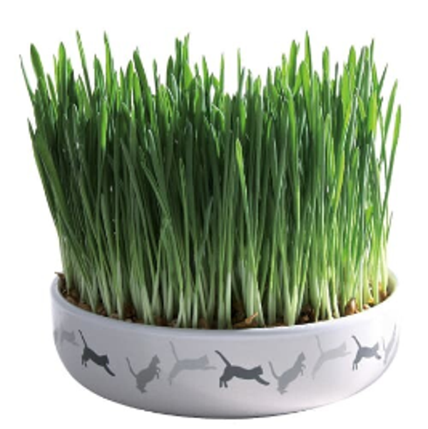KATTENGRASZAAD