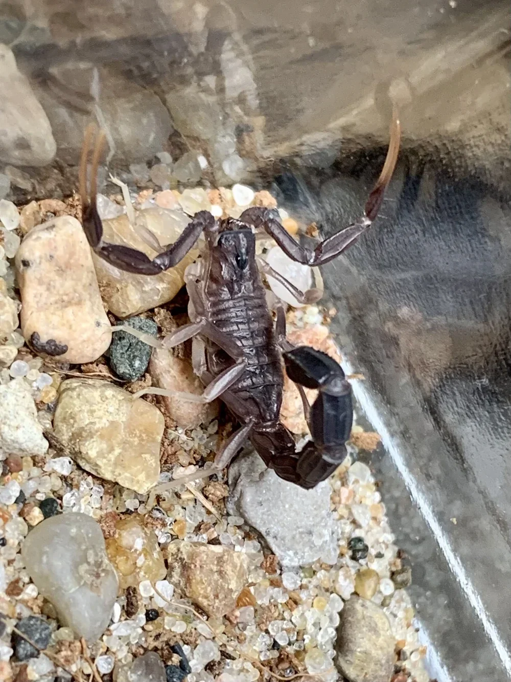 0.0.1 Androctonus aeneas (Tozeur)