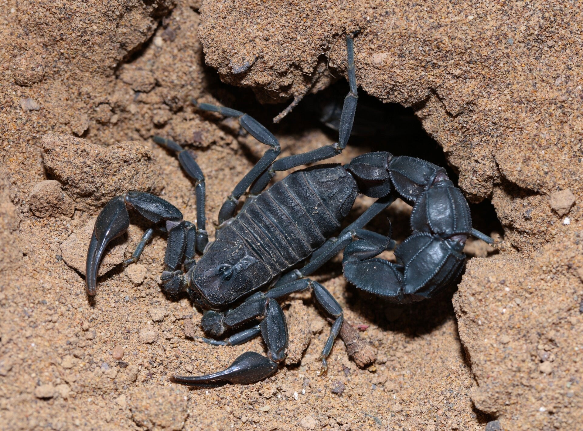 2024 0.0.1 Androctonus crassicauda