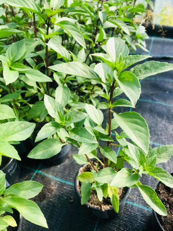 :: Thaise Zoete Basilicum ::