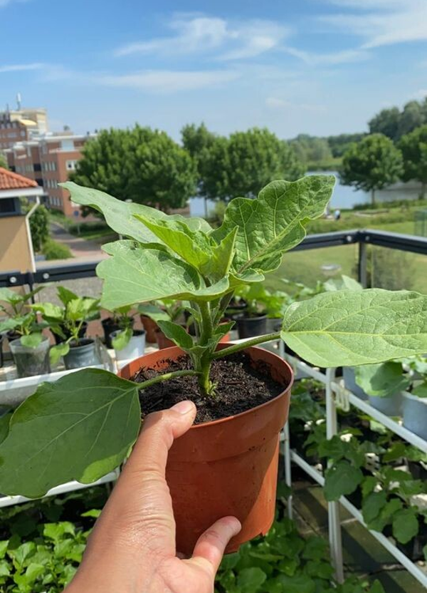 :: Thaise Aubergine ::