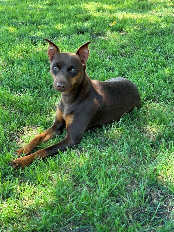 Basic Obedience Training (In Home or in our Training Center)