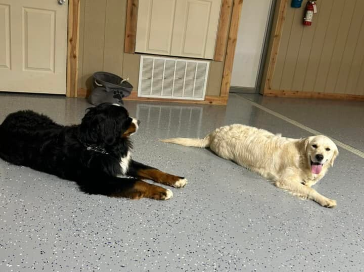 6-Week Board and Train