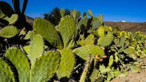 Cactus honing (Daghmous)