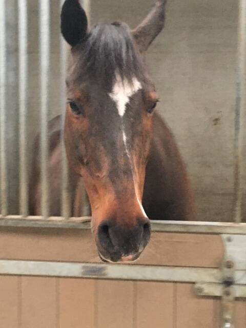 Het stralende paard, eigen paard van Mariska, grote liefde, paard klachtenvrij / symptoomvrij ziekte van Cushing (PPID)