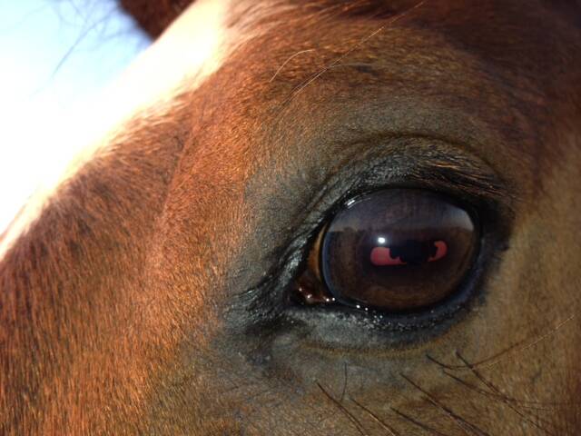 Het stralende paard, eigen paard van Mariska, tarieven, consult op locatie