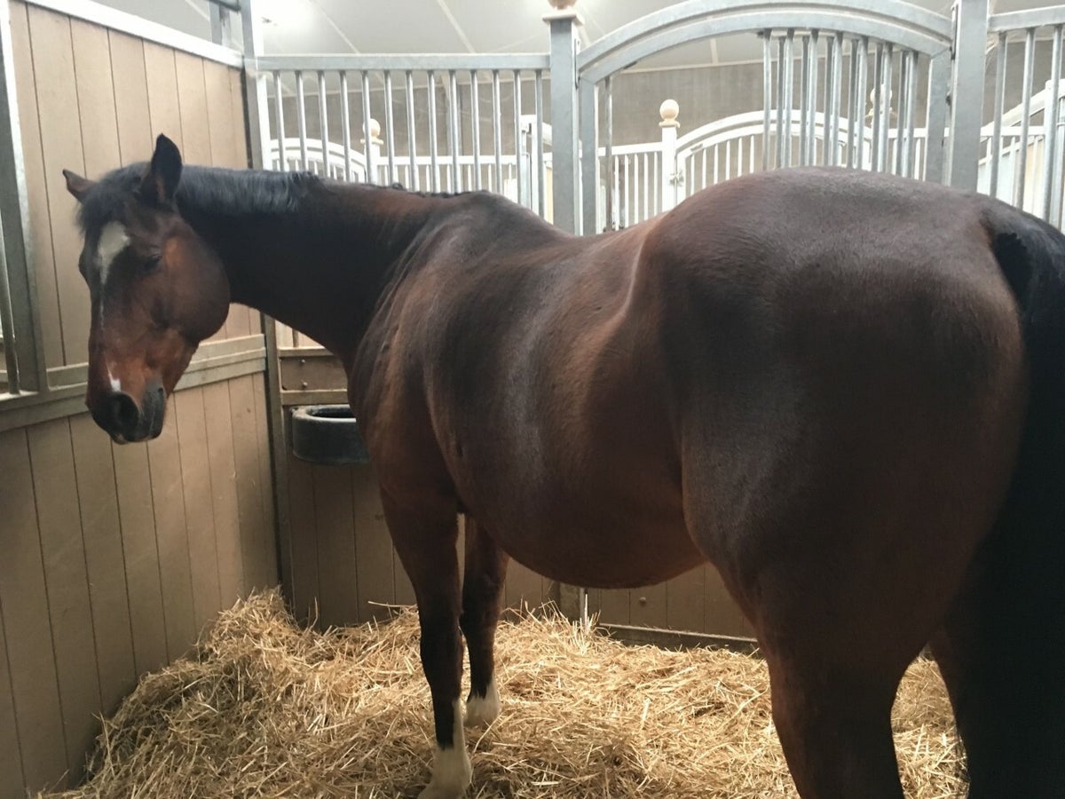 Ziekte van Cushing (PPID) | Het stralende paard