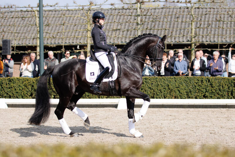 paardenfotograaf, paardenfotografie, glamourdale, kwpn, fotografie