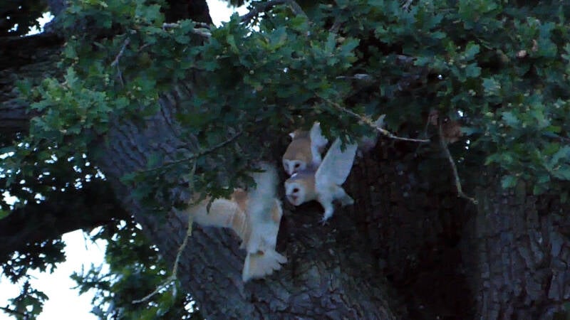 Chris D 1-barn-owls-chris-dowding-standard.jpg