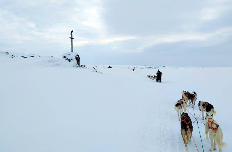 1-dog-sledding-standard.jpg