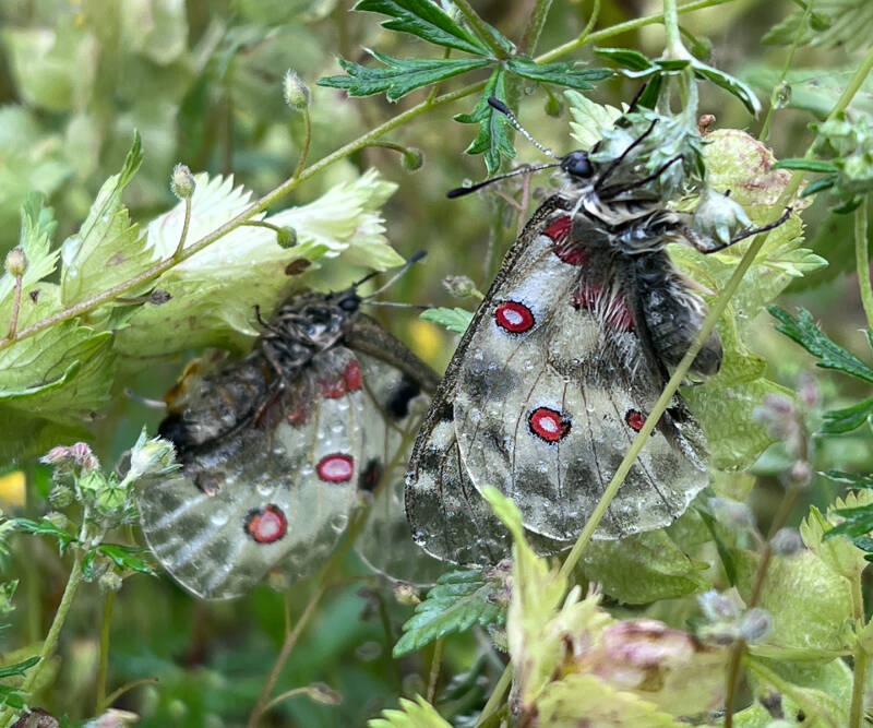 Mark Tatchell1-wet-apollo-standard.jpg