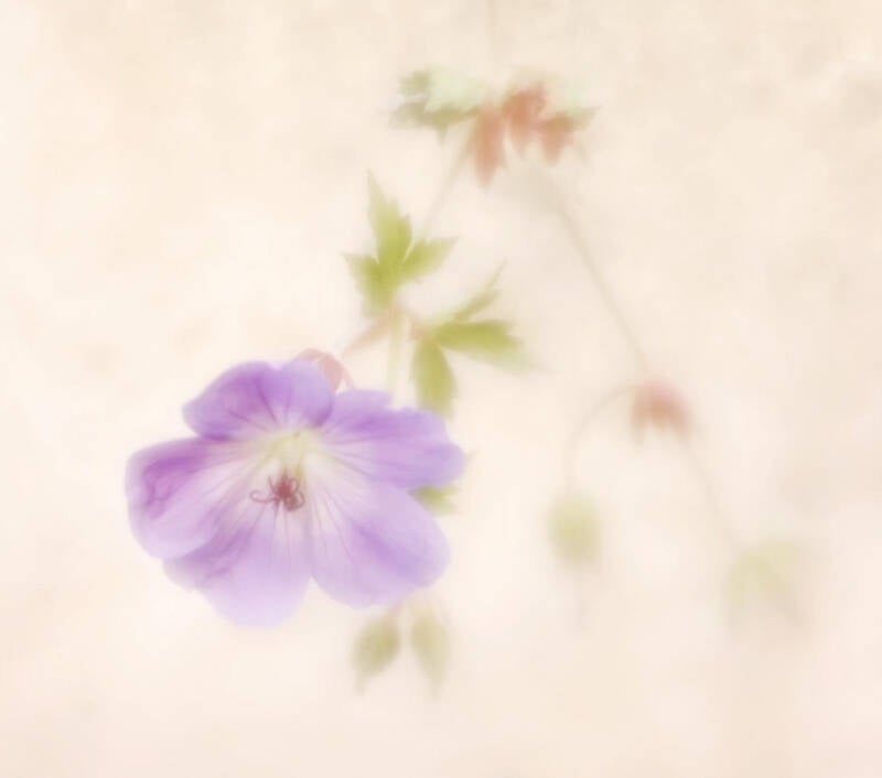 Hardy Geranium - Sarah Simpson 