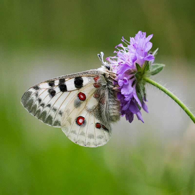 Mark Tatchell 2-apollo-standard.jpg