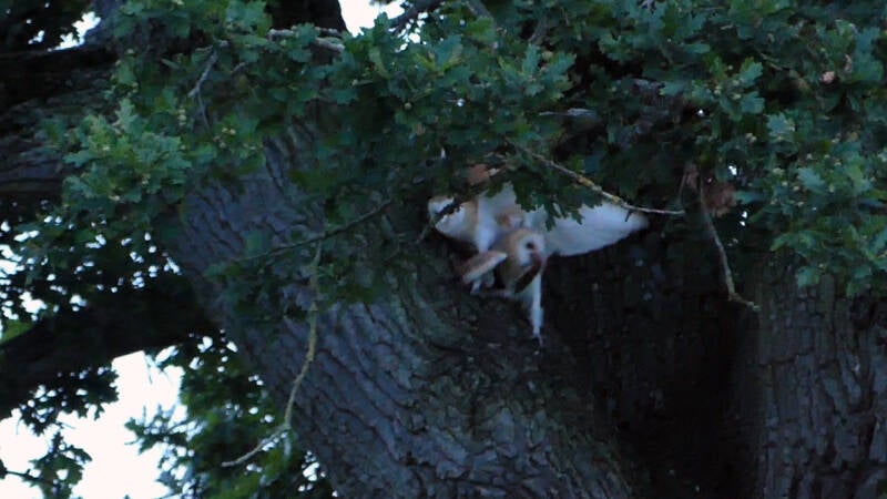 Chris D 2-barn-owls-chris-dowding-standard.jpg