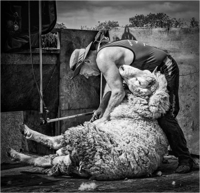 Shearing a 100kg Romney Ram - Pam Watts